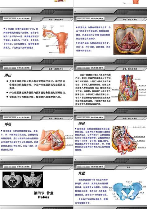 女性生殖器|解剖学高清图谱 女性生殖系统